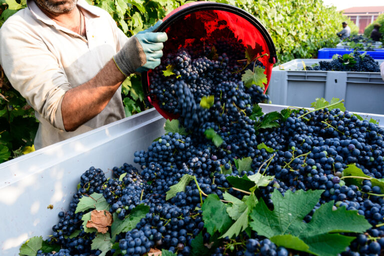 cantine re esio vendemmia