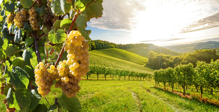 cantine re esio vigneto